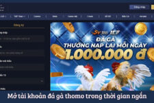 Sân Đấu Cực Nóng: Các Trận Đấu Đá Gà Thomo Tại MCW